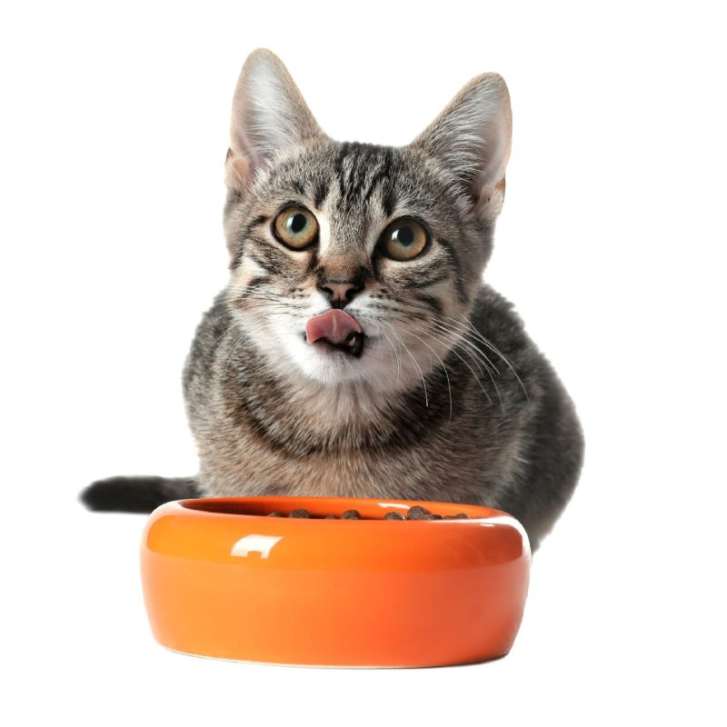 Cat with bowl