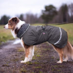 PerusPomppa Graphite on dog