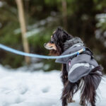 Toppa Pomppa with Harness