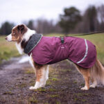 Perus Pomppa with Harness