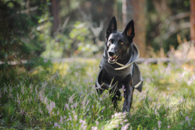 KevytPomppa Graphite on running dog