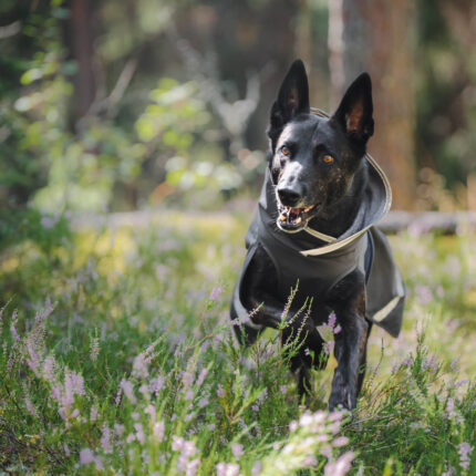 KevytPomppa Graphite on running dog