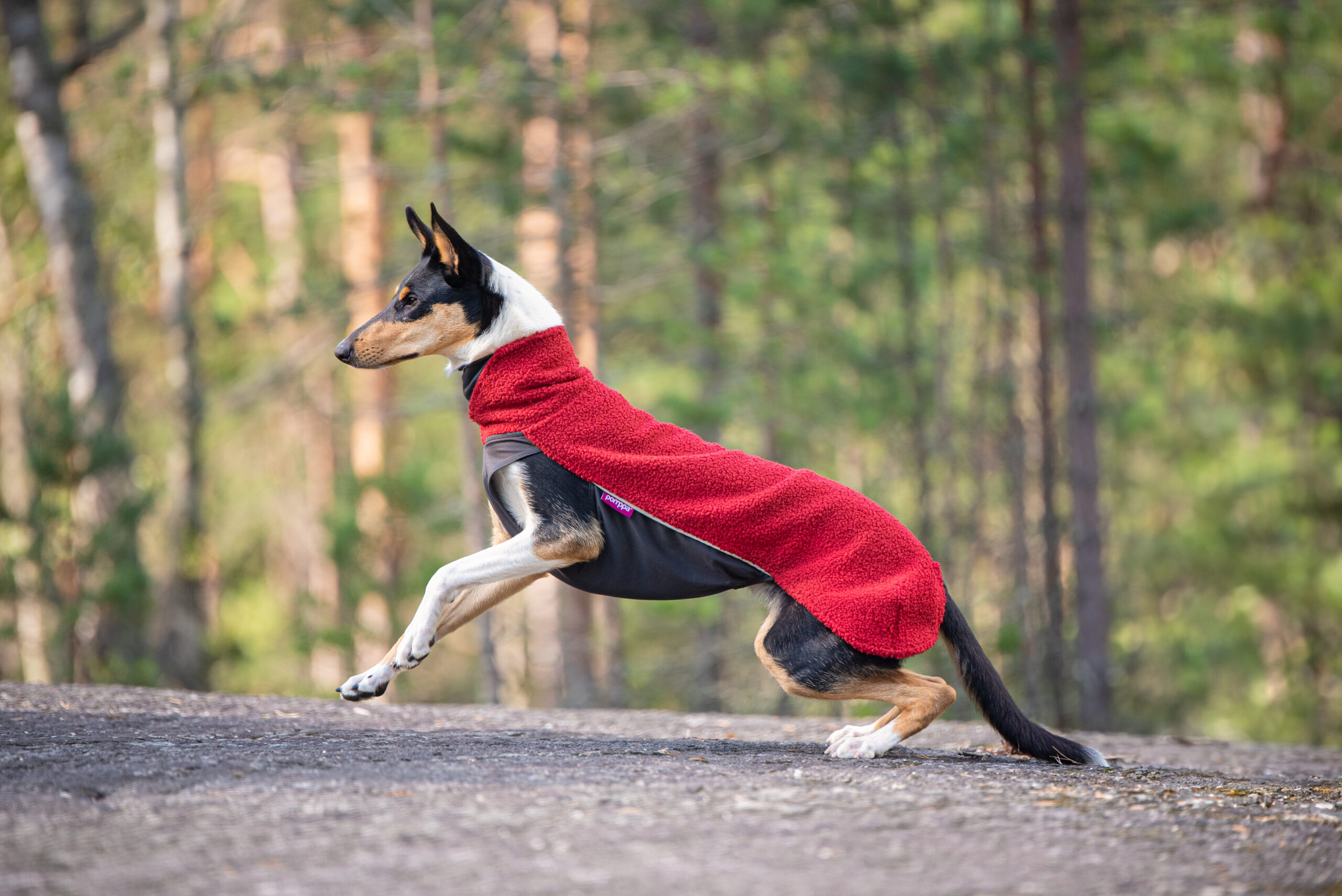 Polar_Rowanberry14 Dog in Polarpomppa