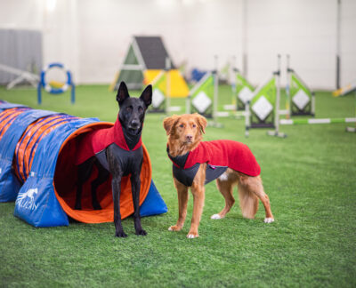 2 agility dogs in Polar Pomppa