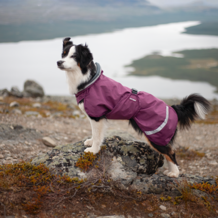 SadePomppa on Border Collie